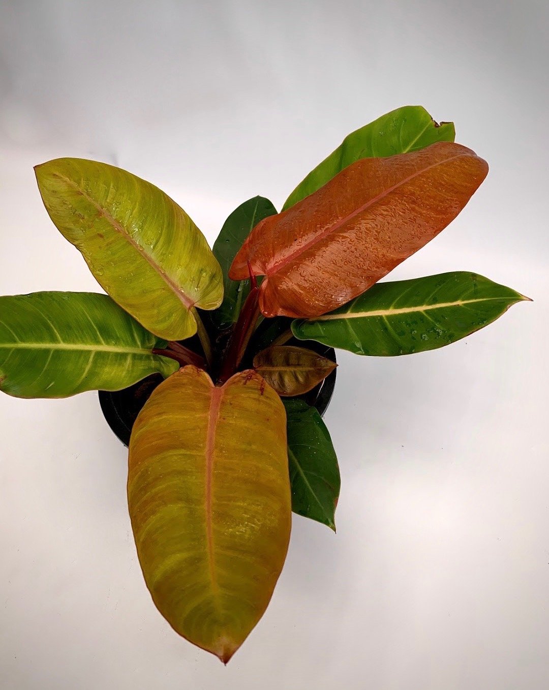 Philodendron Prince of Orange