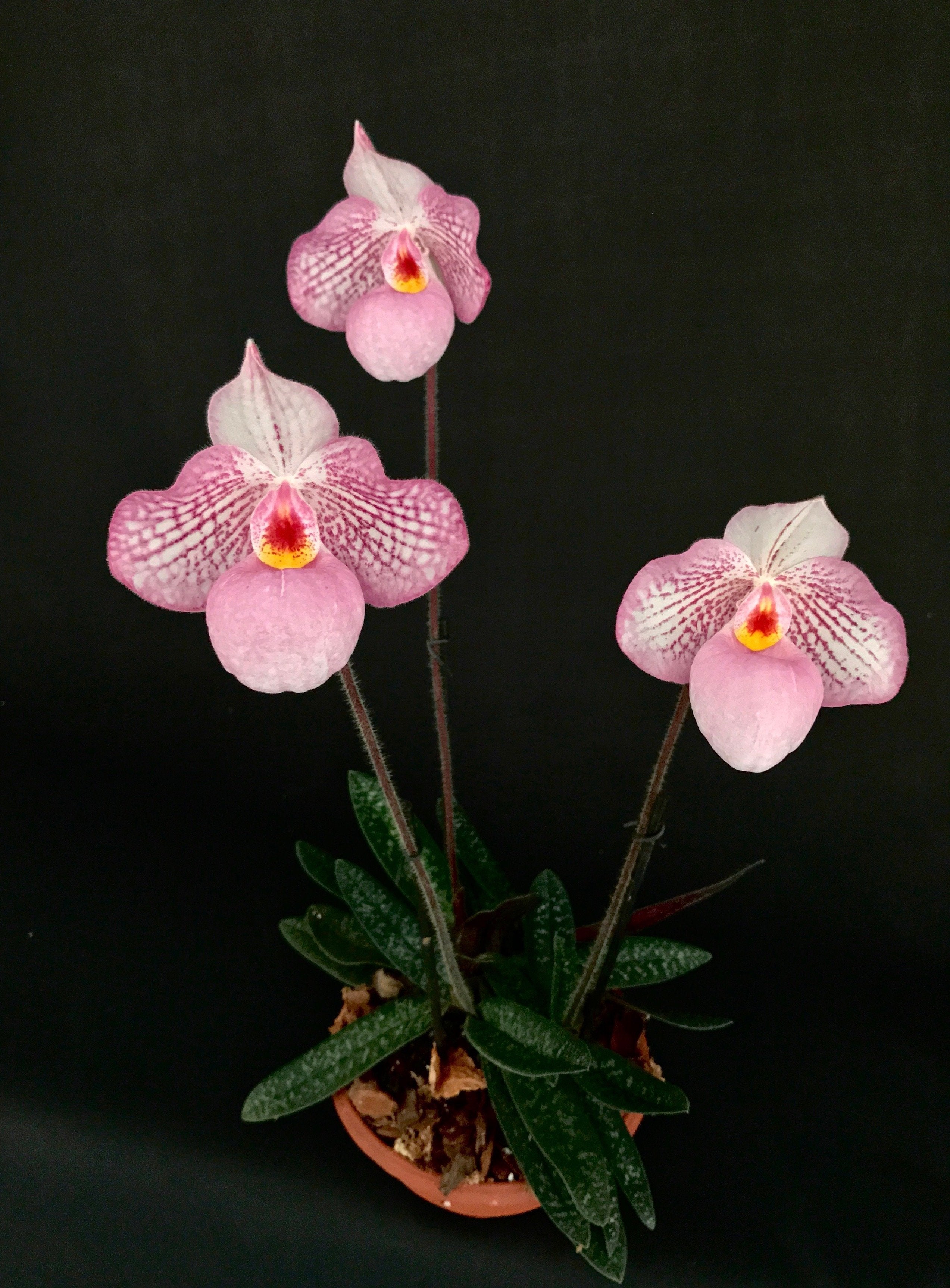 Paphiopedilum Magic Lantern Pink (P.Delenatii Vinicolor x Micranthum)