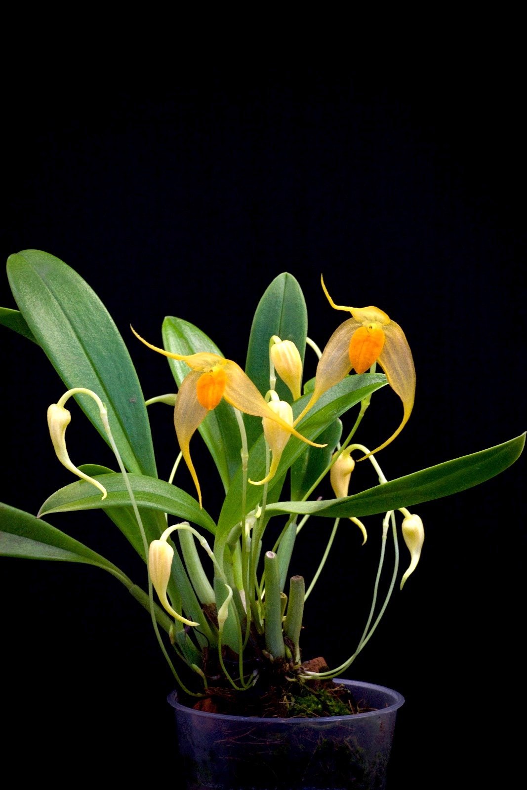 Bulbophyllum ankylochele