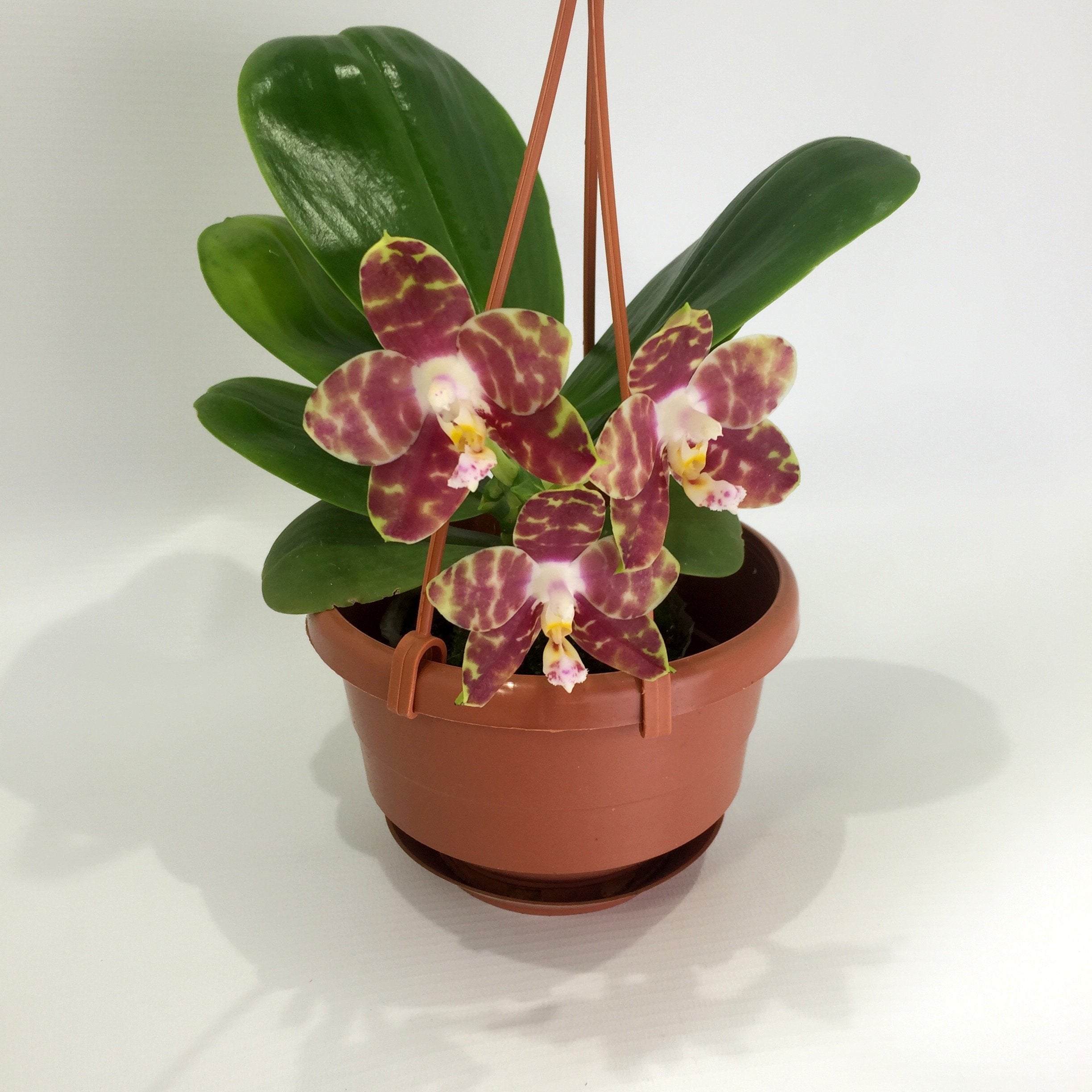 Phalaenopsis Gelbieber x mariae