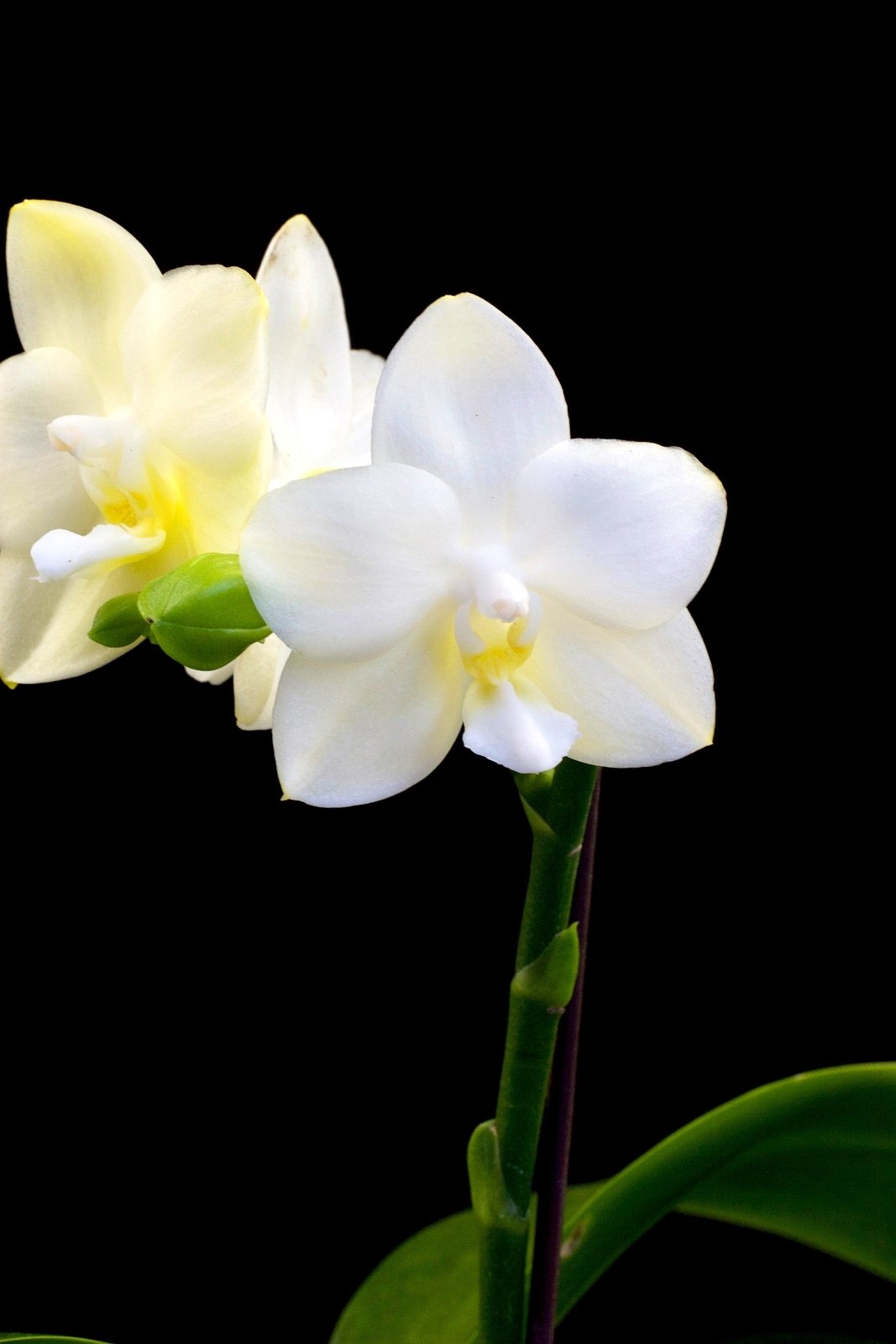 Phalaenopsis Tristar Snow Princess ''Big Plant ''