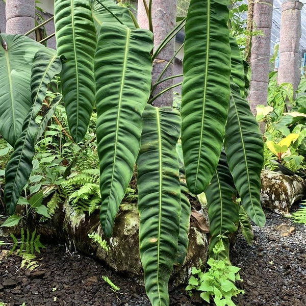 caring for an philodendron patriciae Philodendron patriciae "Big Leaves"