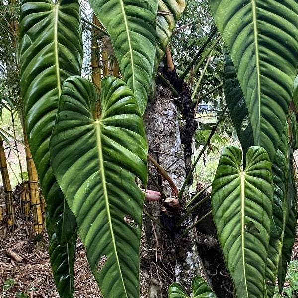 philodendron esmeraldense uk Philodendron esmeraldense
