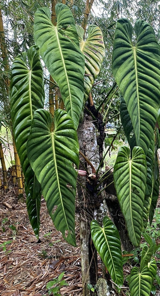 philodendron esmeraldense for sale Philodendron esmeraldense