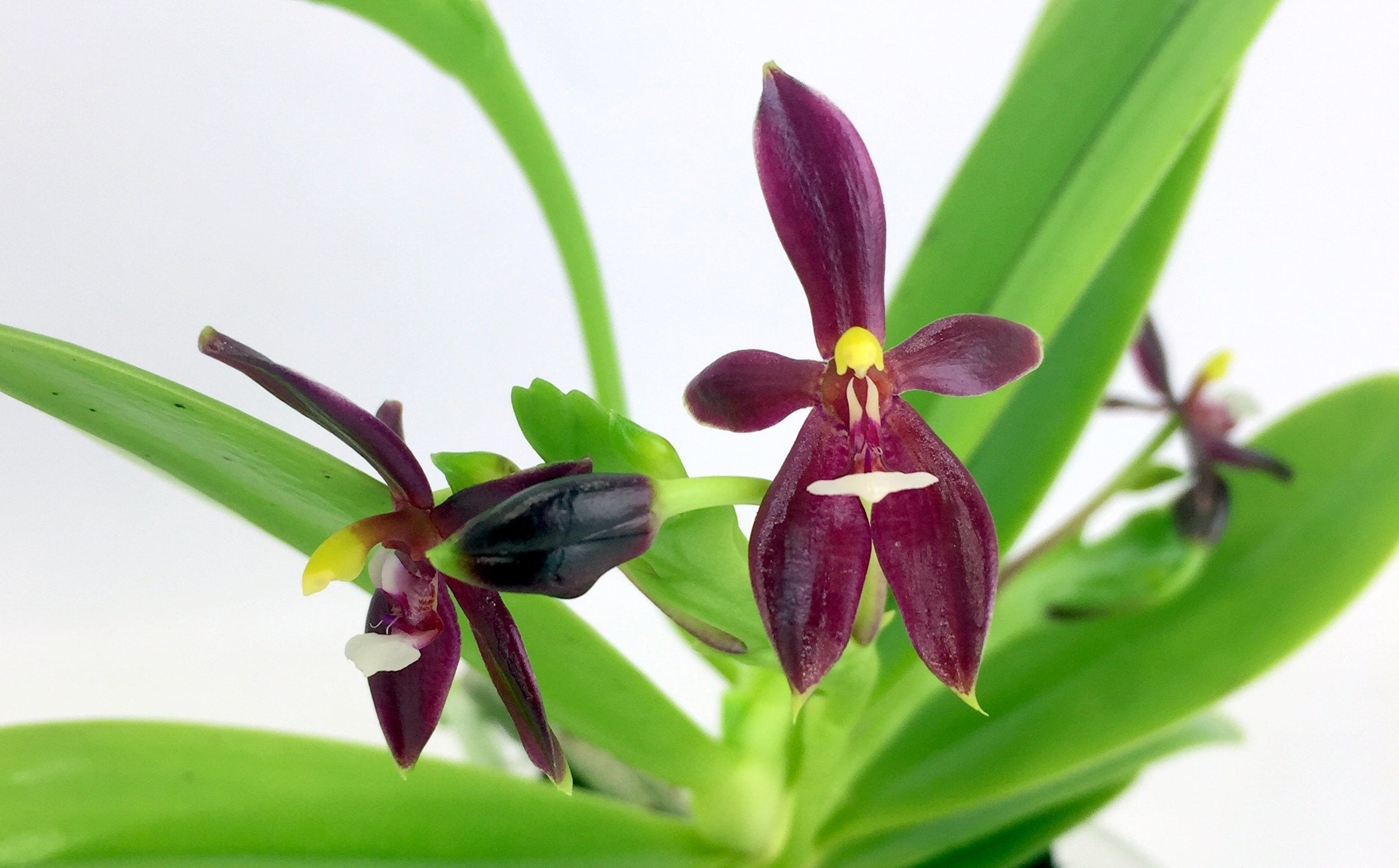 Phalaenopsis cornu-cervi var. Red