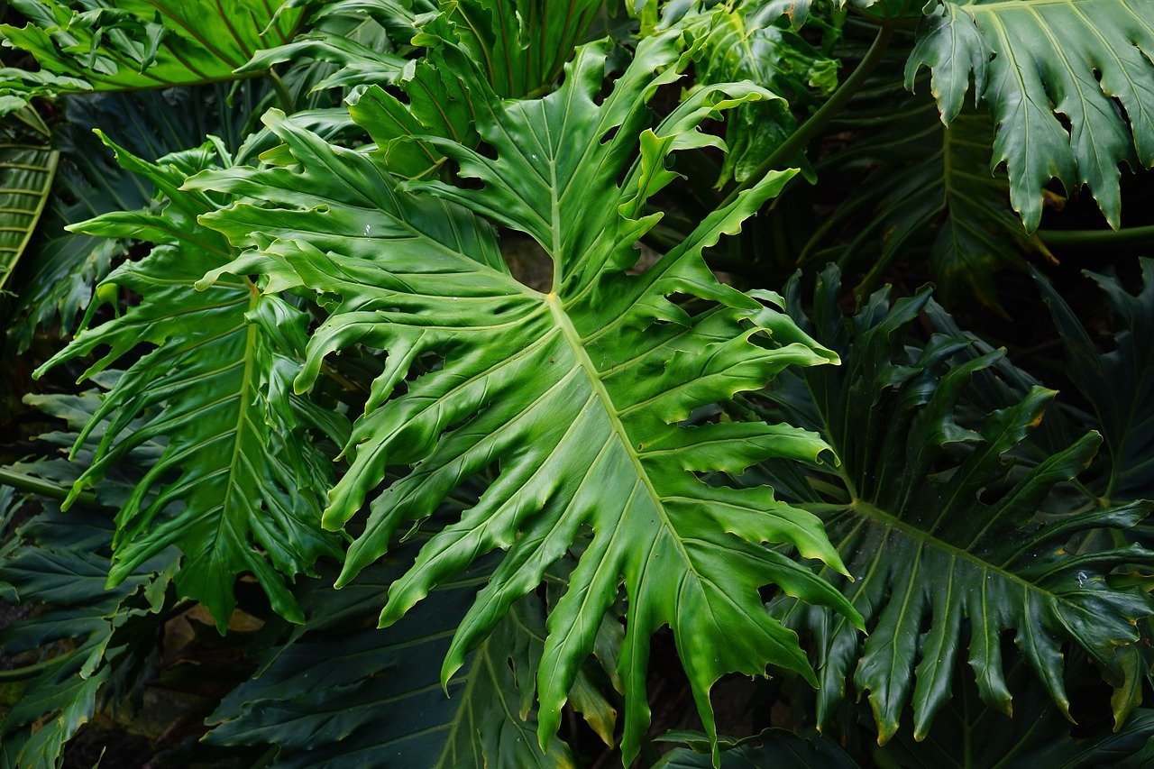 Philodendron Selloum "BIG Gigantic XXL Plant" (Thaumatophyllum bipinnatifidum)