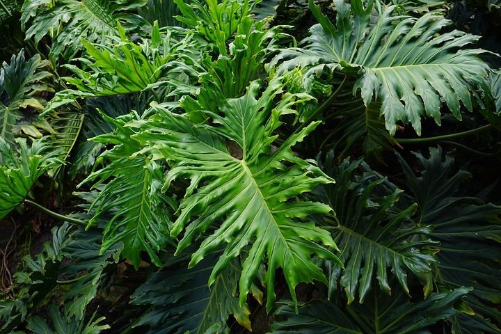 Philodendron Selloum ''BIG Gigantic XXL Plant''