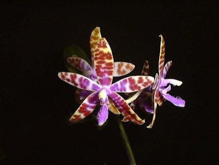 Phalaenopsis mariae ''Big''