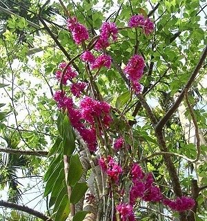 Dendrobium miyakei ''Big Plant''