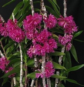 Dendrobium miyakei "Big Plant"