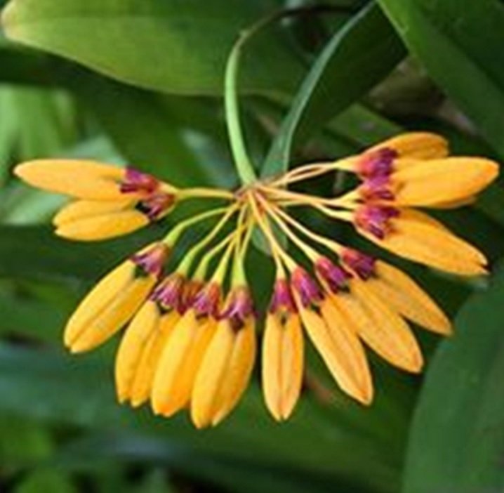 Bulbophyllum tigridum