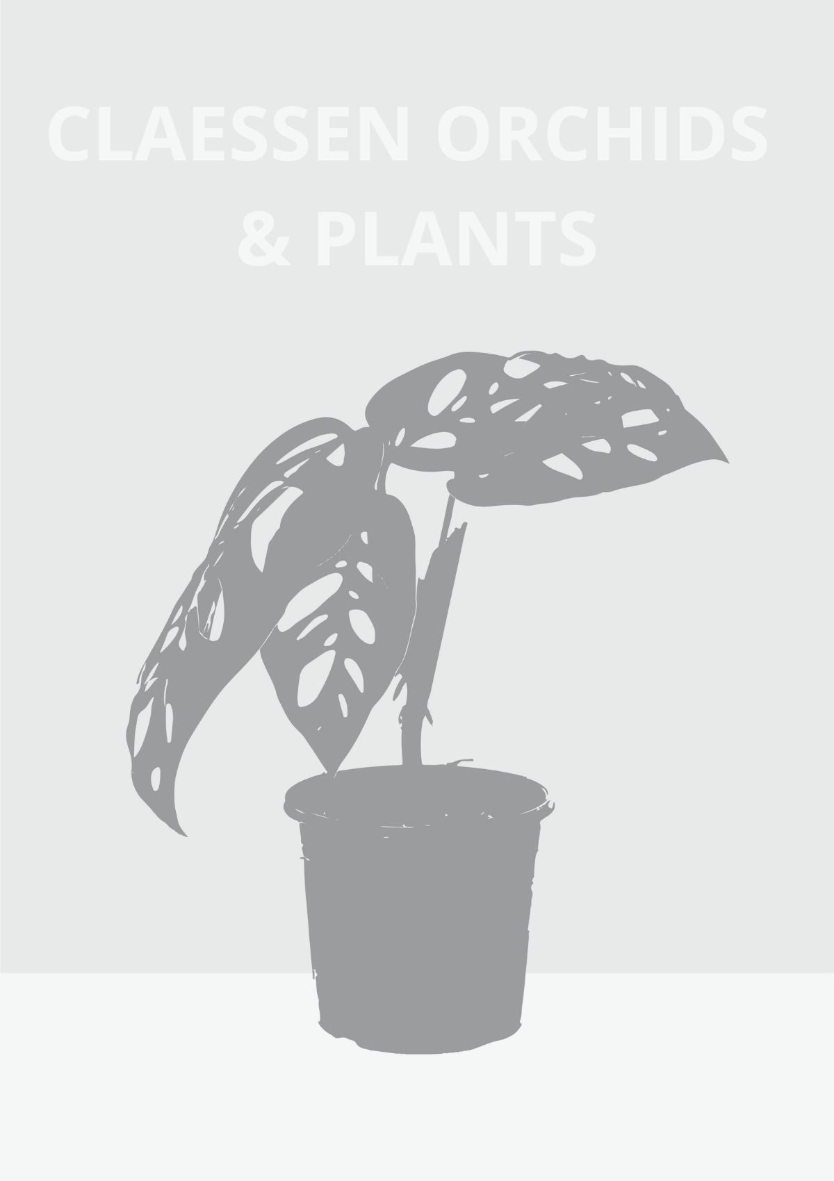 Phalaenopsis Gigabell x sib (Phal, gigantea x Phal, bellina)