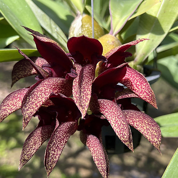 philodendron cruentum Bulbophyllum cruentum x phalaenopsis