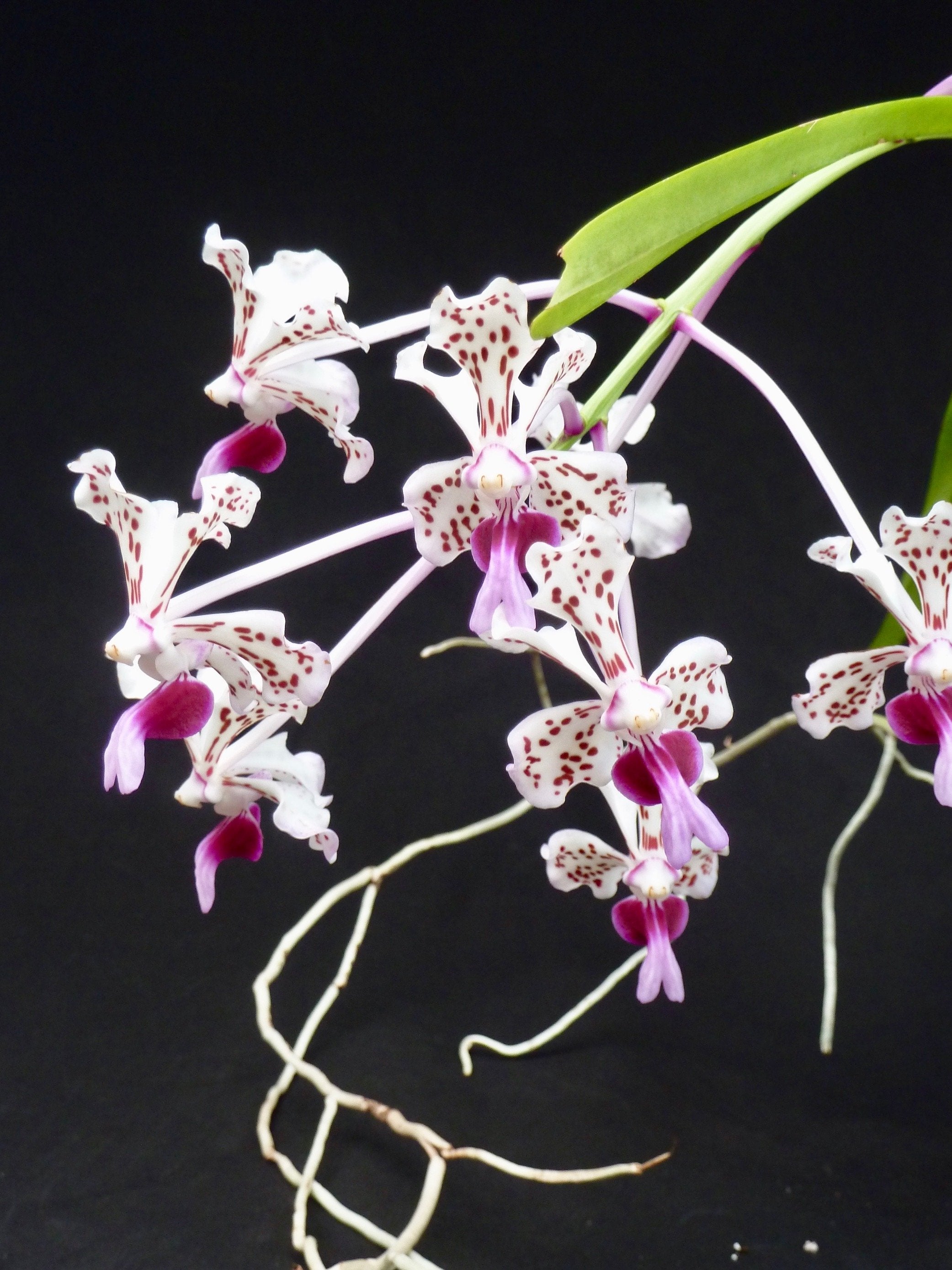 その他 S.M. Novella Vanda Suavis 50mLx2 Vanda tricolor var. suavis 