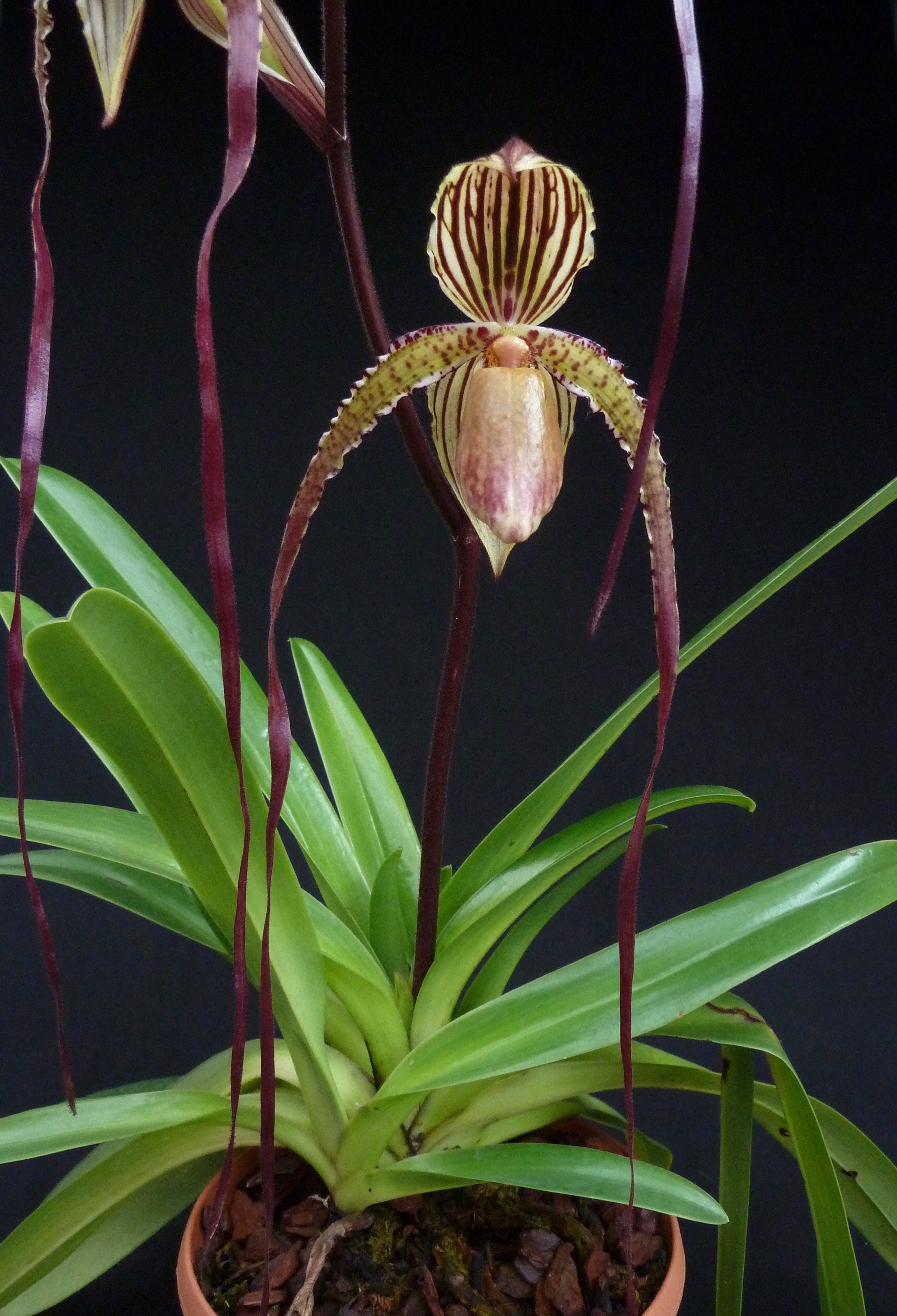 Paphiopedilum Prince Edward of York (rothschildianum 'Dark Star' x sanderianum 'Lady in Red') "Big"