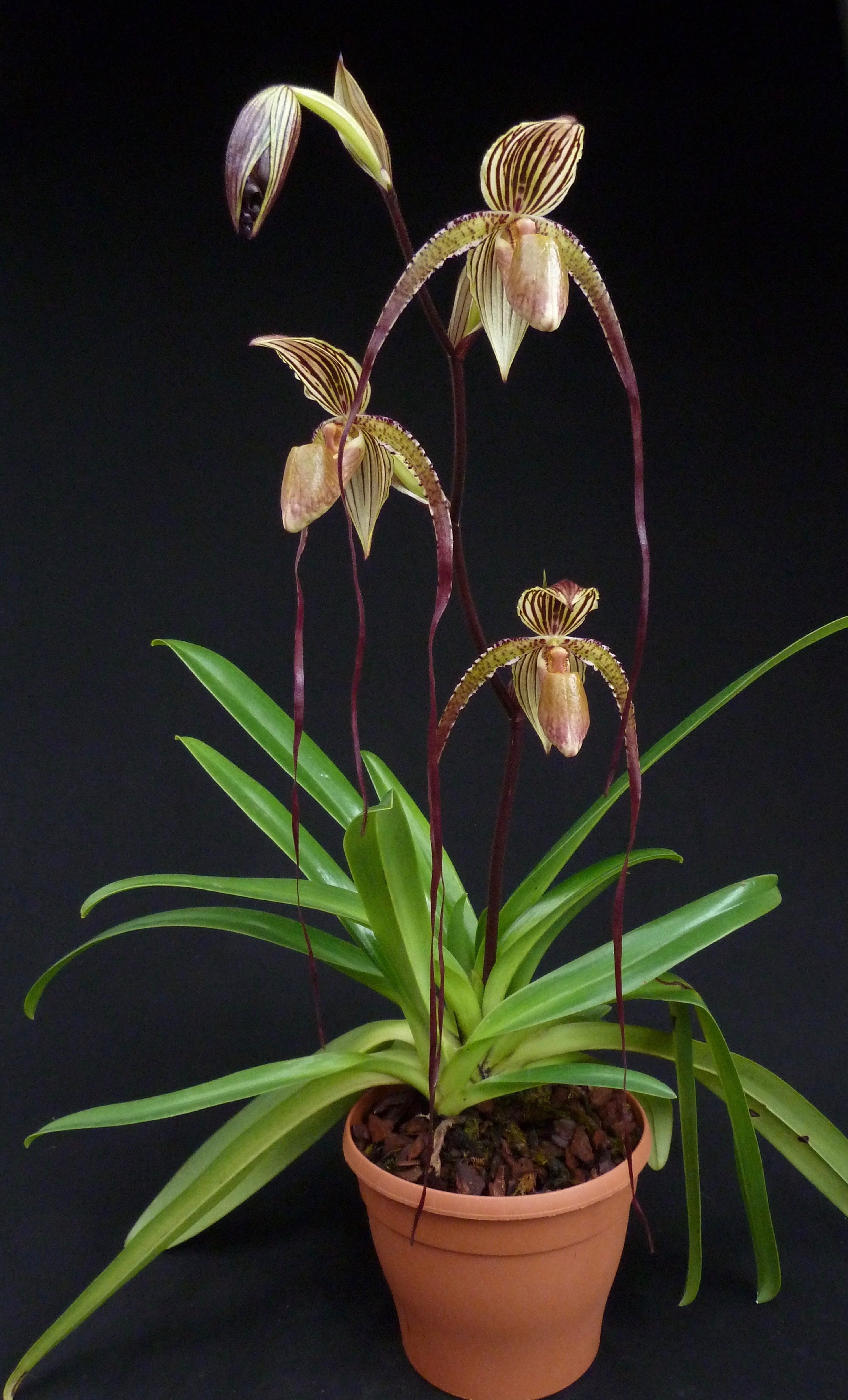 Paphiopedilum Prince Edward of York (rothschildianum 'Dark Star' x sanderianum 'Lady in Red') "Big"