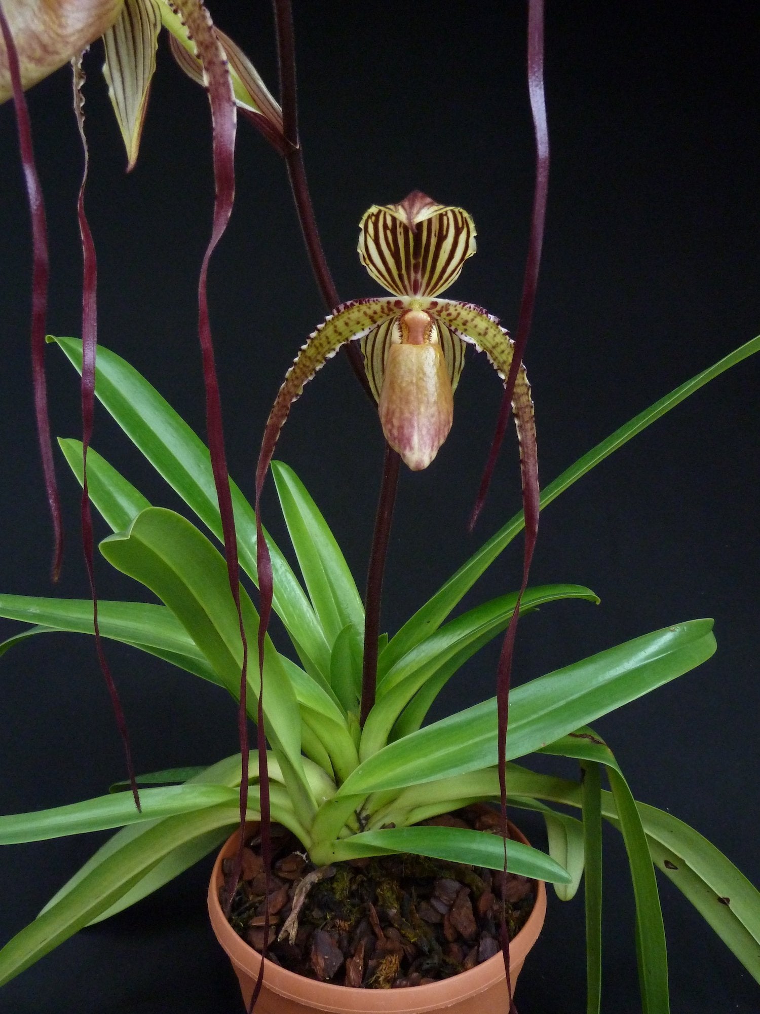 Paphiopedilum Prince Edward of York (rothschildianum 'Dark Star' x sanderianum 'Lady in Red') "Big"