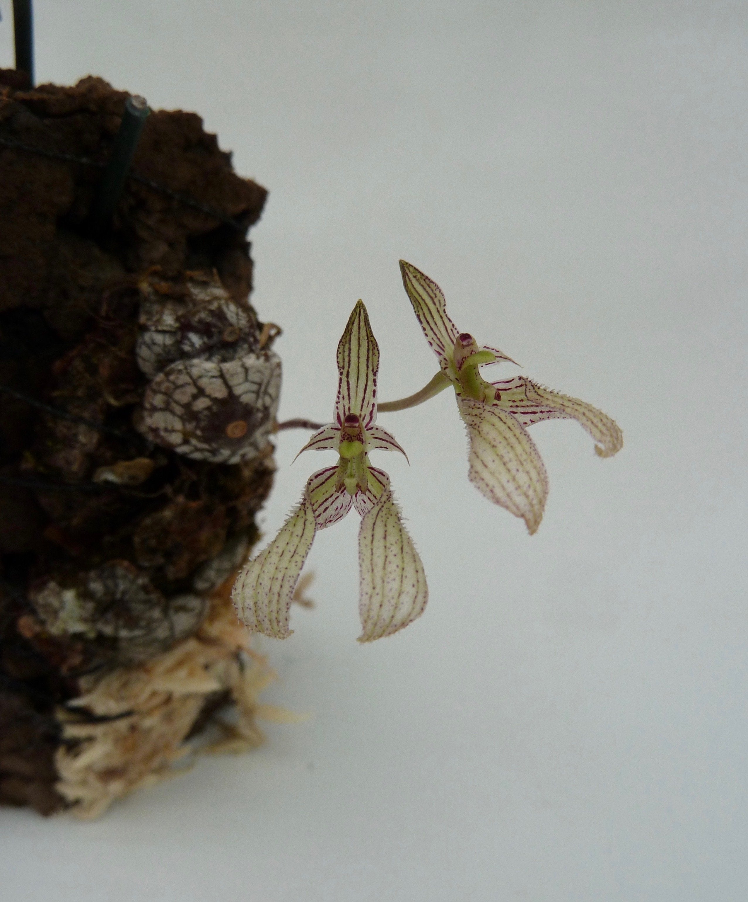 Bulbophyllum polliculosum