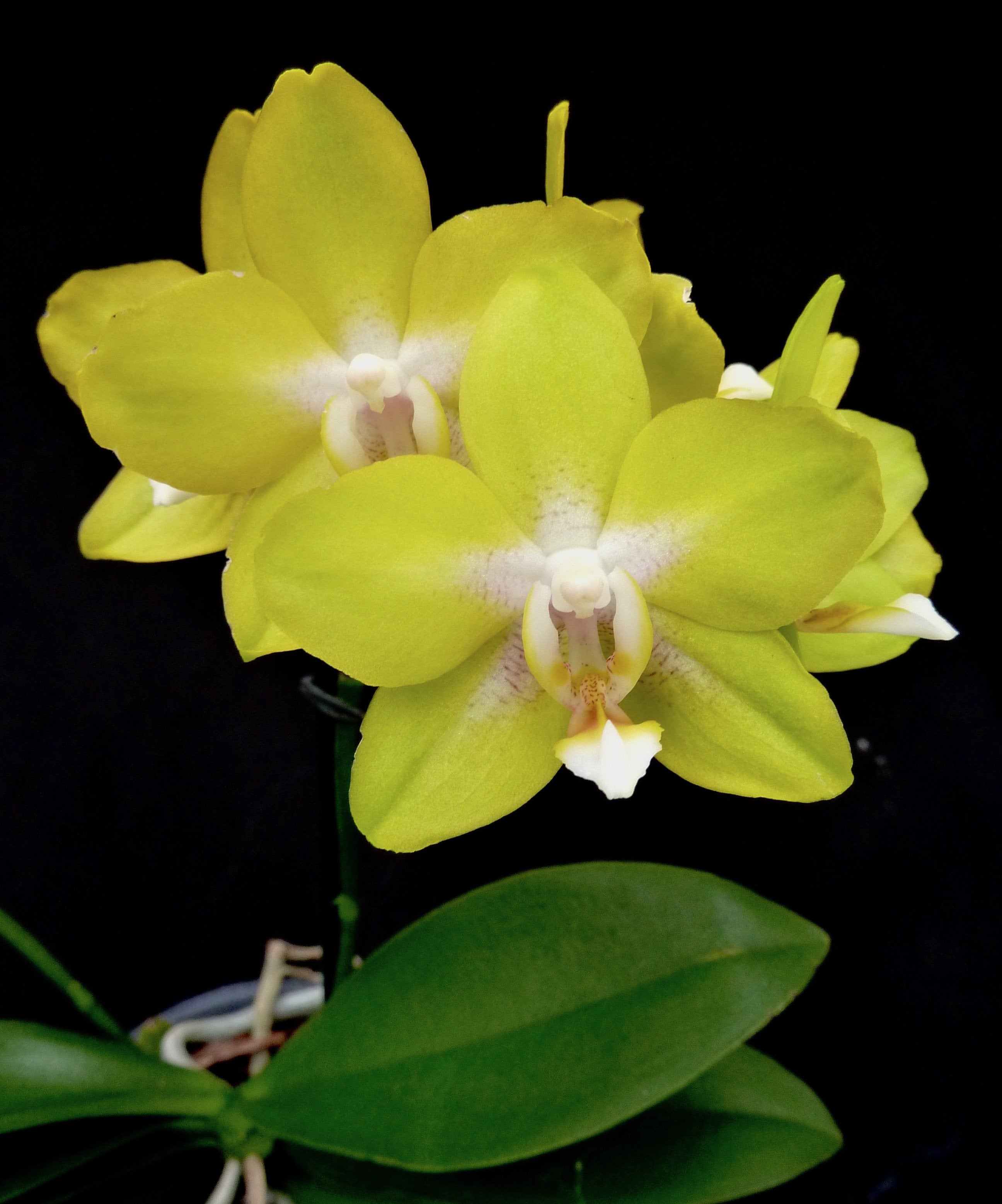 Phalaenopsis Dragon's Gold "24K" (P. Taipei Gold x P. amboinensis)