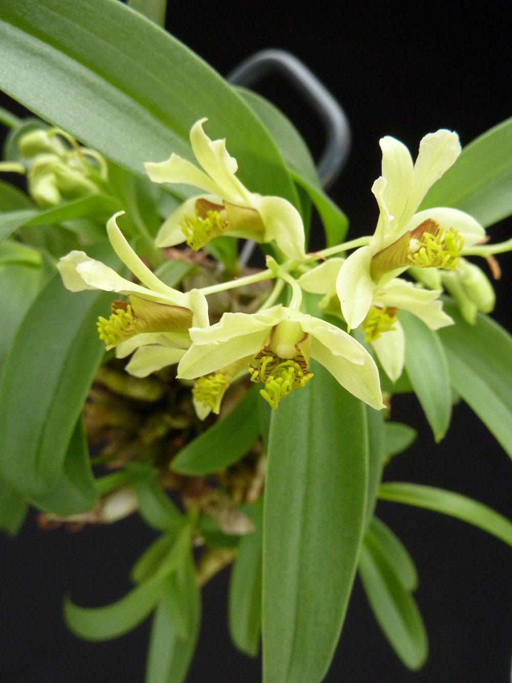 Dendrobium delacourii "Big"