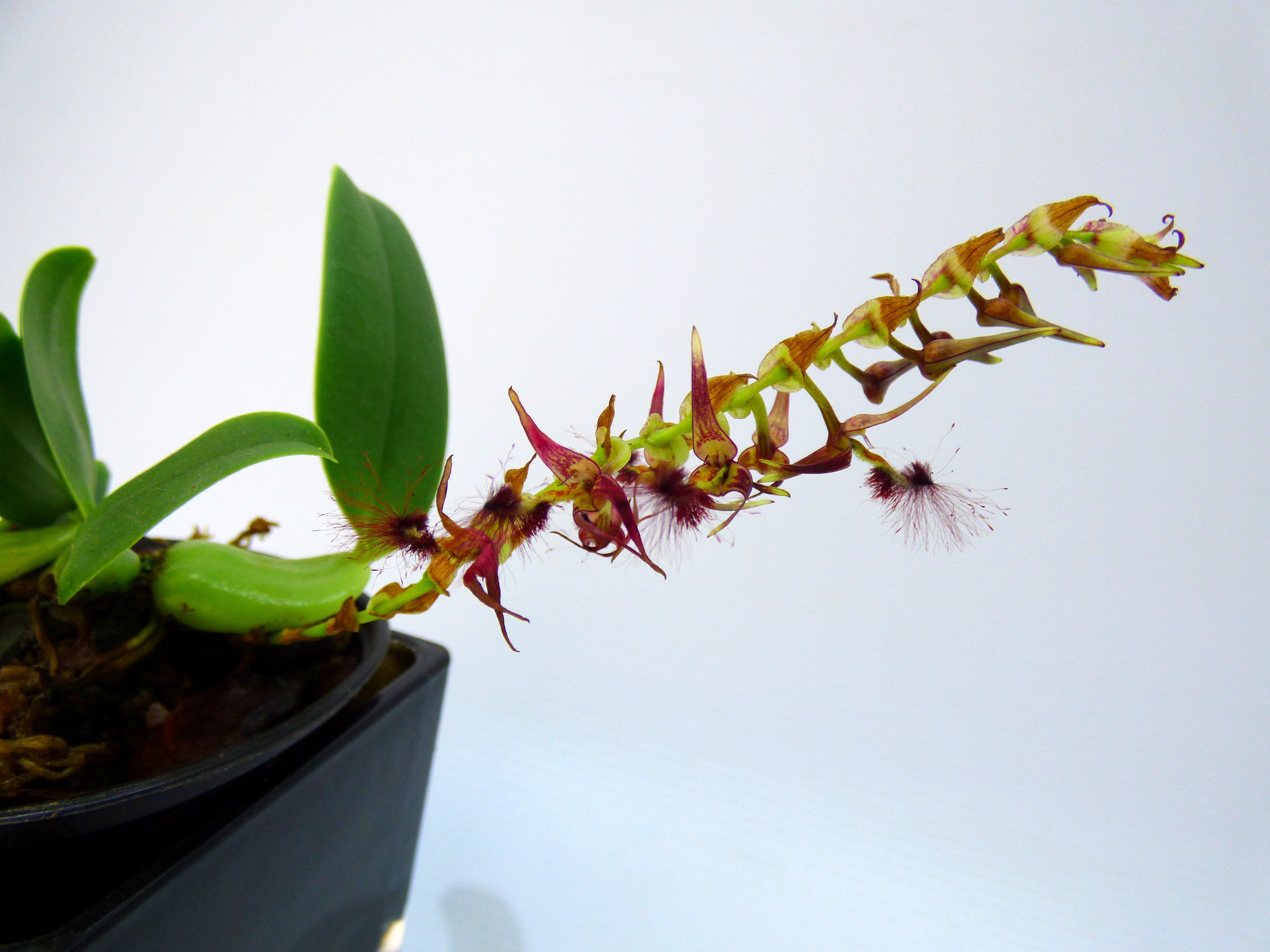 Bulbophyllum barbigerum