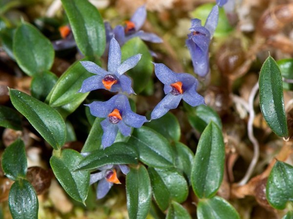 Dendrobium parvum (delicatulum) "Violet Blue"
