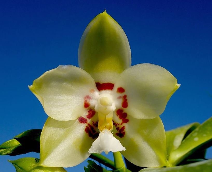 Phalaenopsis Yaphon Gelacea
