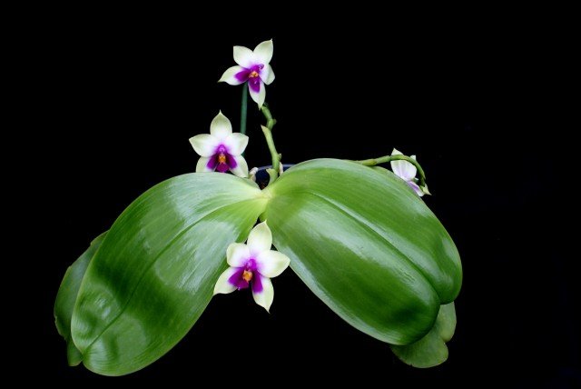Phalaenopsis bellina "Ponkan" "Big"