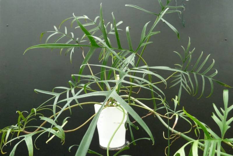 philodendron polypodioides for sale Philodendron polypodioides "Brasilien" Big Leaves