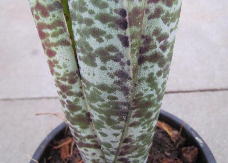 Quesnelia marmorata 'Cutting Plant'