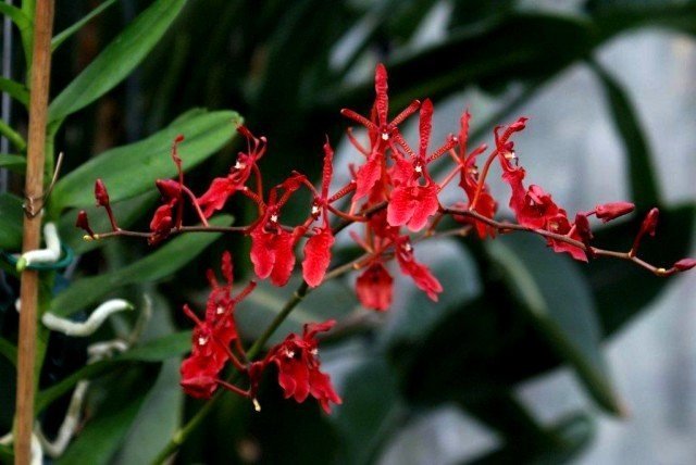 Renanthera philippinensis