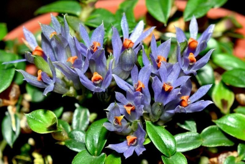 Dendrobium parvum (delicatulum) "Violet Blue"