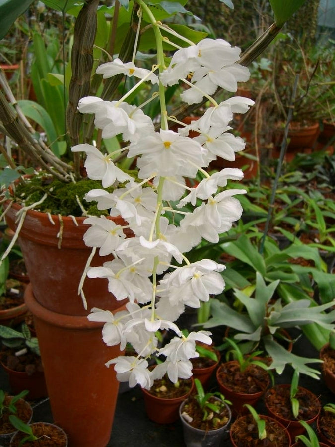 Dendrobium farmeri fma. petaloid album 'Hsinying , GM/JOGA, CHE/AOS , Limited '