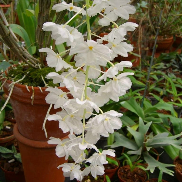 Dendrobium farmeri fma. petaloid album 'Hsinying , GM/JOGA, CHE/AOS ,
