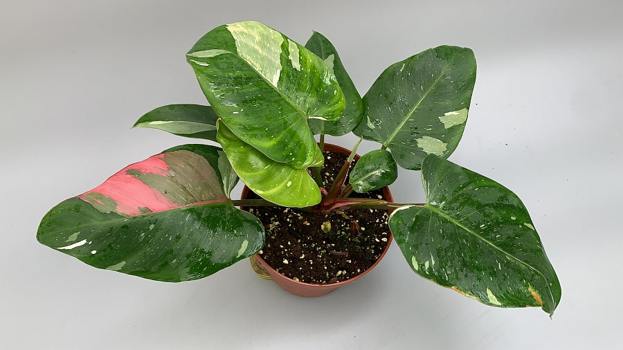 Philodendron White Princess ''Pink Spot''