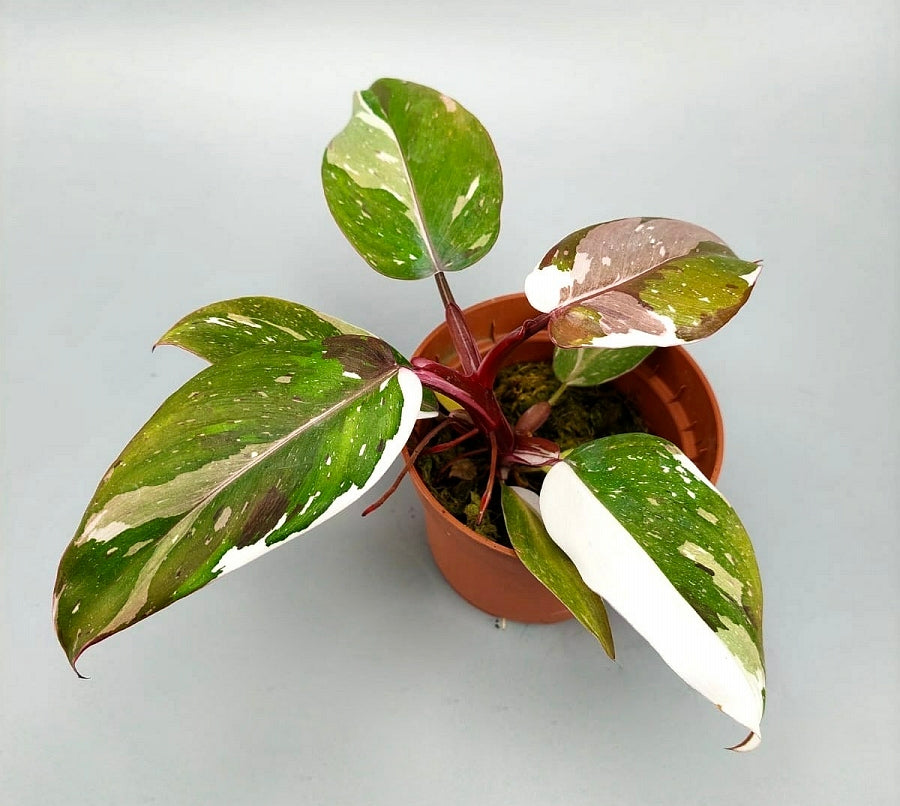 Philodendron red anderson