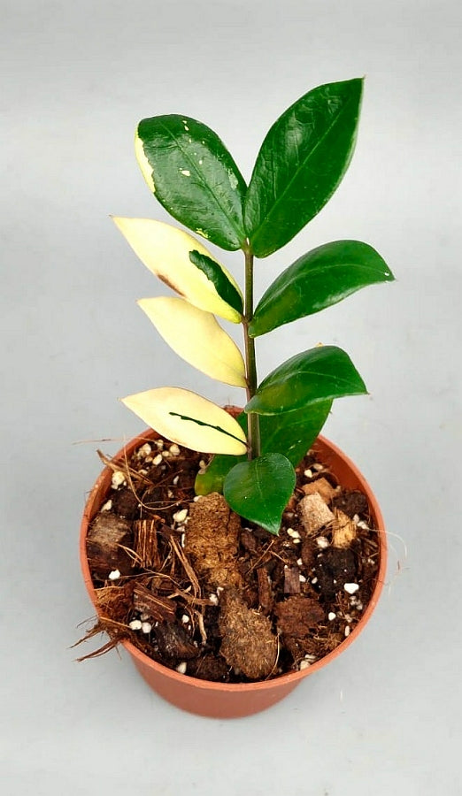 Zamioculcas zamiifolia variegata (4 leaf cuttings)