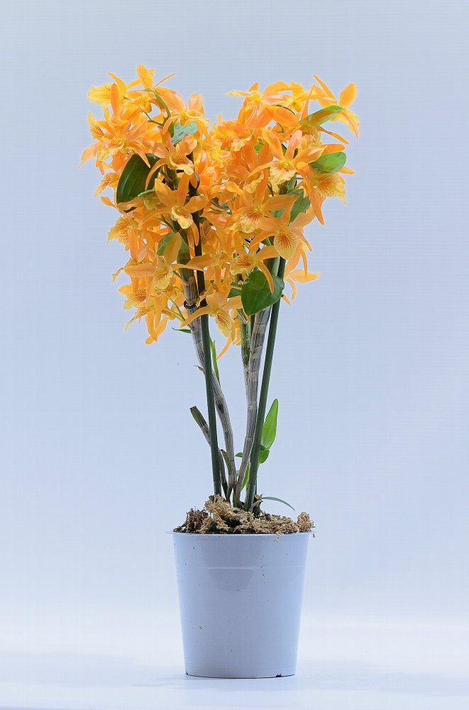 Dendrobium nobile "Firebird"