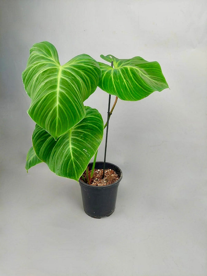 Philodendron el choco ''red'' (2 leaves)