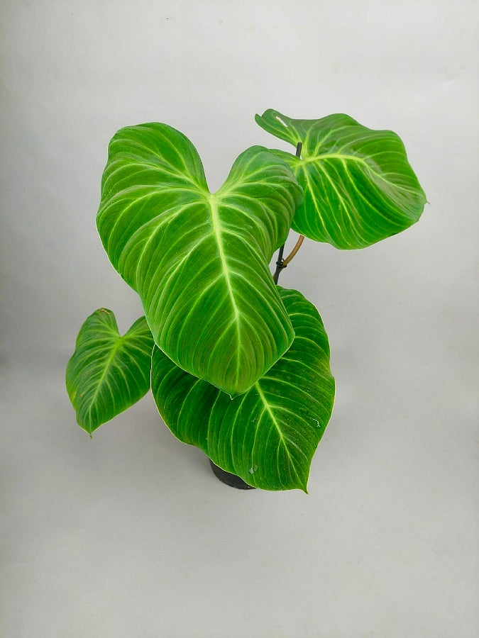 Philodendron el choco ''red'' (2 leaves)