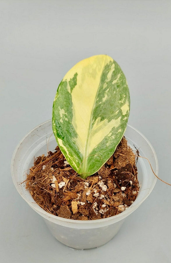 Zamioculcas zamiifolia Variegated (1 leaf cutting)