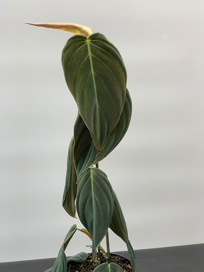 Philodendron Gigas small plant (5/6 Leaves)