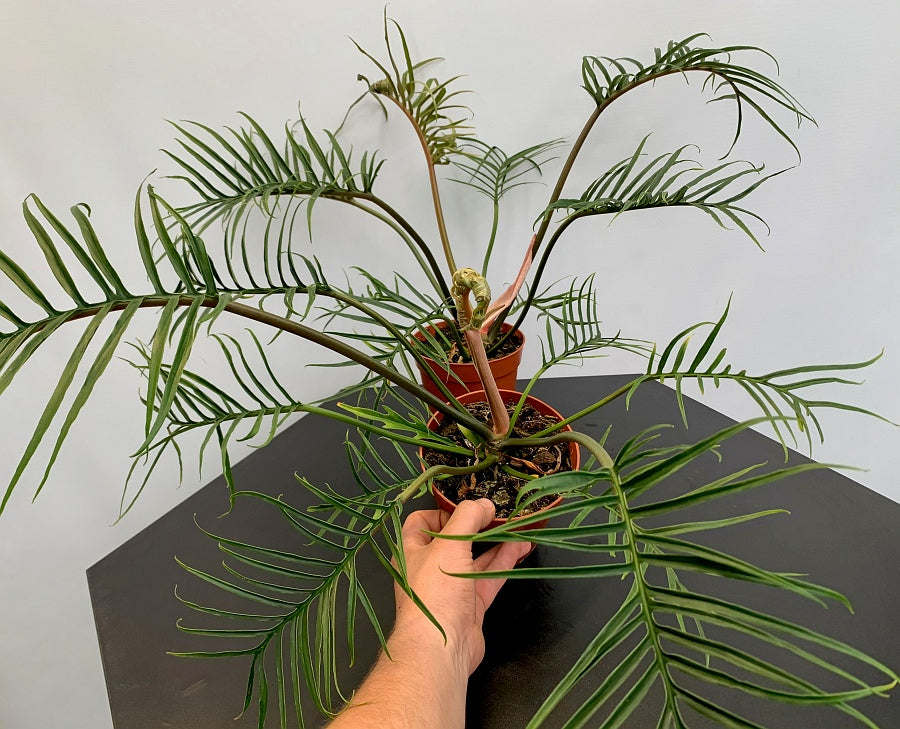 Philodendron tortum (XXL Big Plant)