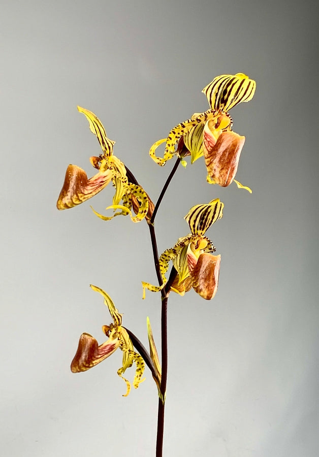 Paphiopedilum supardii "Big Plant''