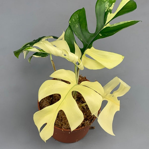 monstera volle sonne Monstera Full Mint deliciosa borsigiana Variegata 