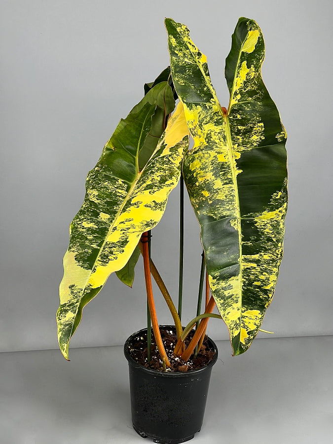 Philodendron billietiae Variegata (Medium Variegata)