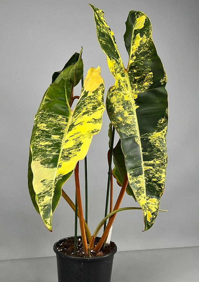 Philodendron billietiae Variegata (Much Variegata)