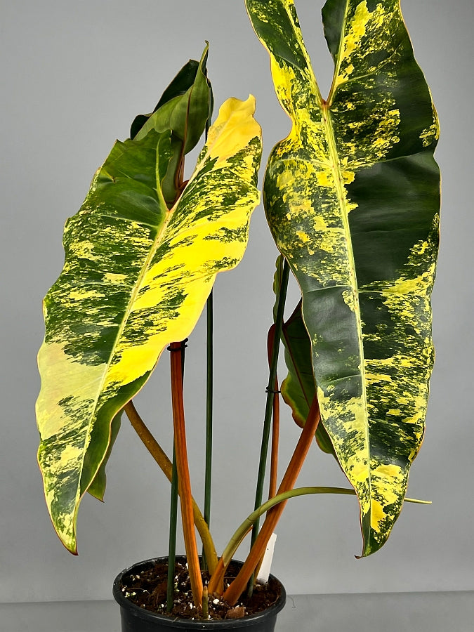 philodendron variegata Philodendron billietiae Variegata (Medium Variegata)