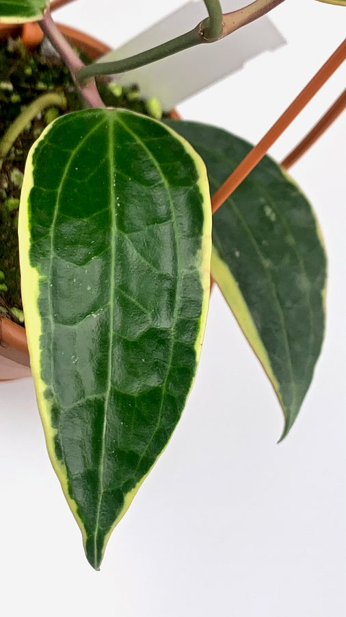 Hoya macrophylla variegata