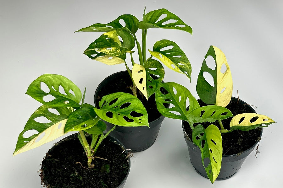 Monstera adansonii variegated aurea (3-4 Leaves)